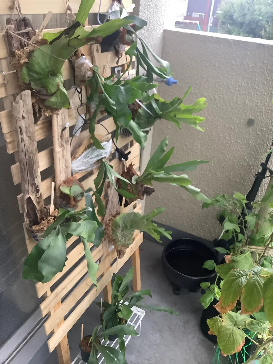 ビカクシダ 15種 大きい子達 ③ ビカクシダ(コウモリラン)の種類｜希少