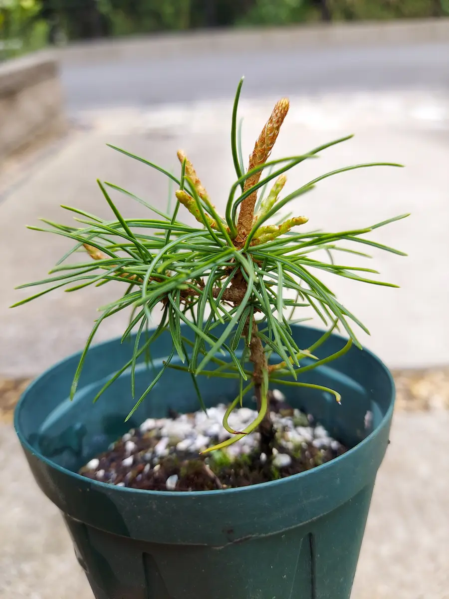 実生、五葉松｜そだレポ（栽培レポート）byさいぞう｜みんなの趣味の園芸
