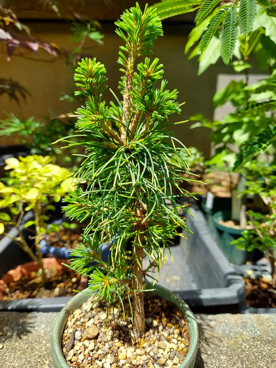 実生、五葉松｜そだレポ（栽培レポート）byさいぞう｜みんなの趣味の園芸