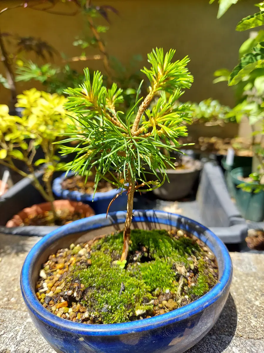 実生、五葉松｜そだレポ（栽培レポート）byさいぞう｜みんなの趣味の園芸