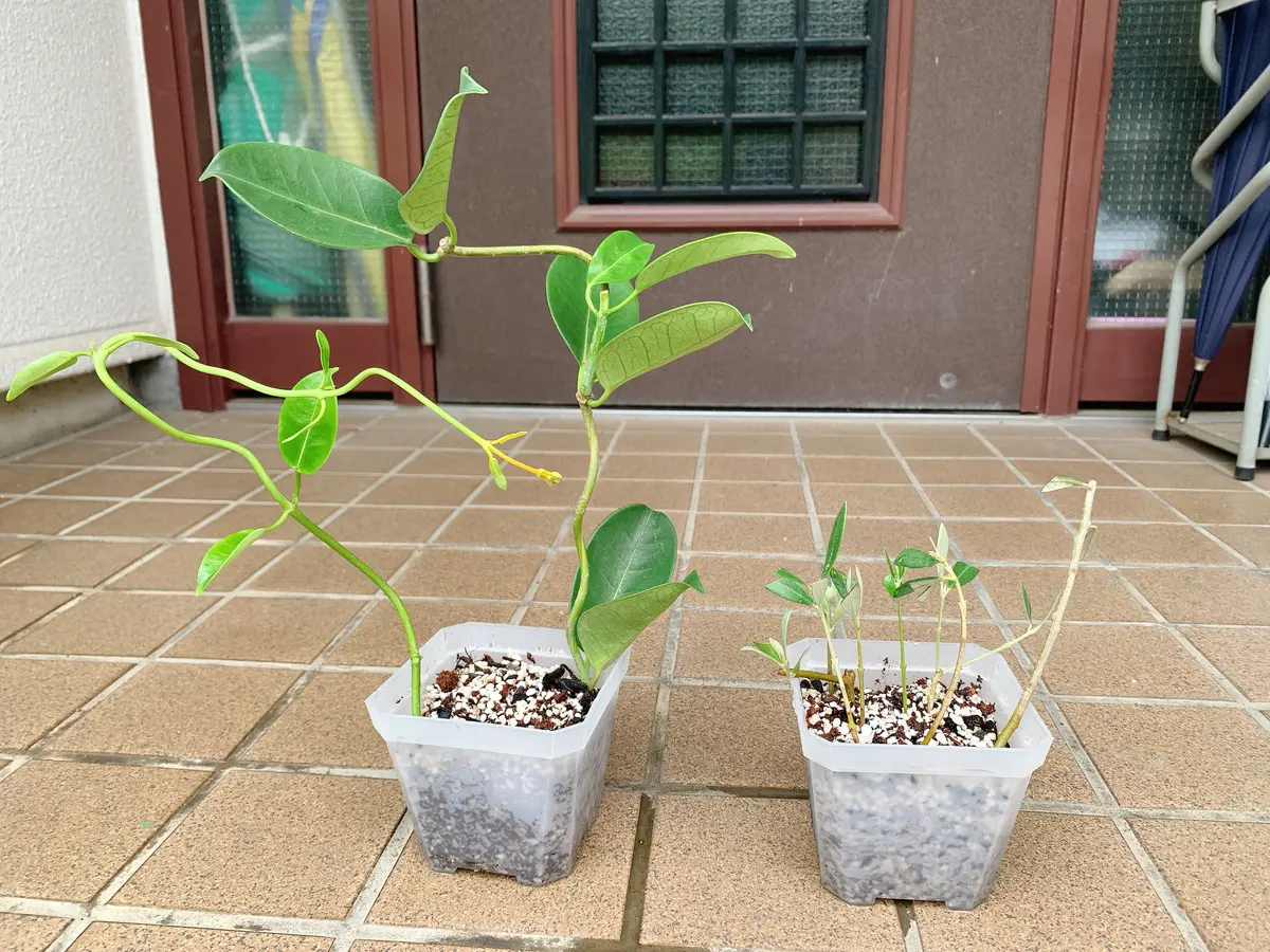 マダガスカルジャスミン＋αオマケ｜そだレポ（栽培レポート