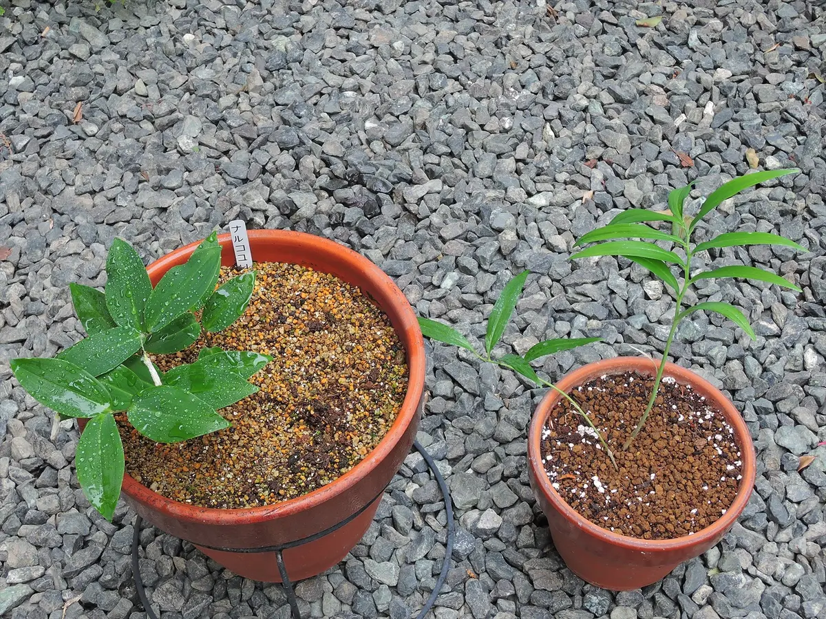 ナルコユリ（黄精）タネから｜そだレポ（栽培レポート）bysiestite