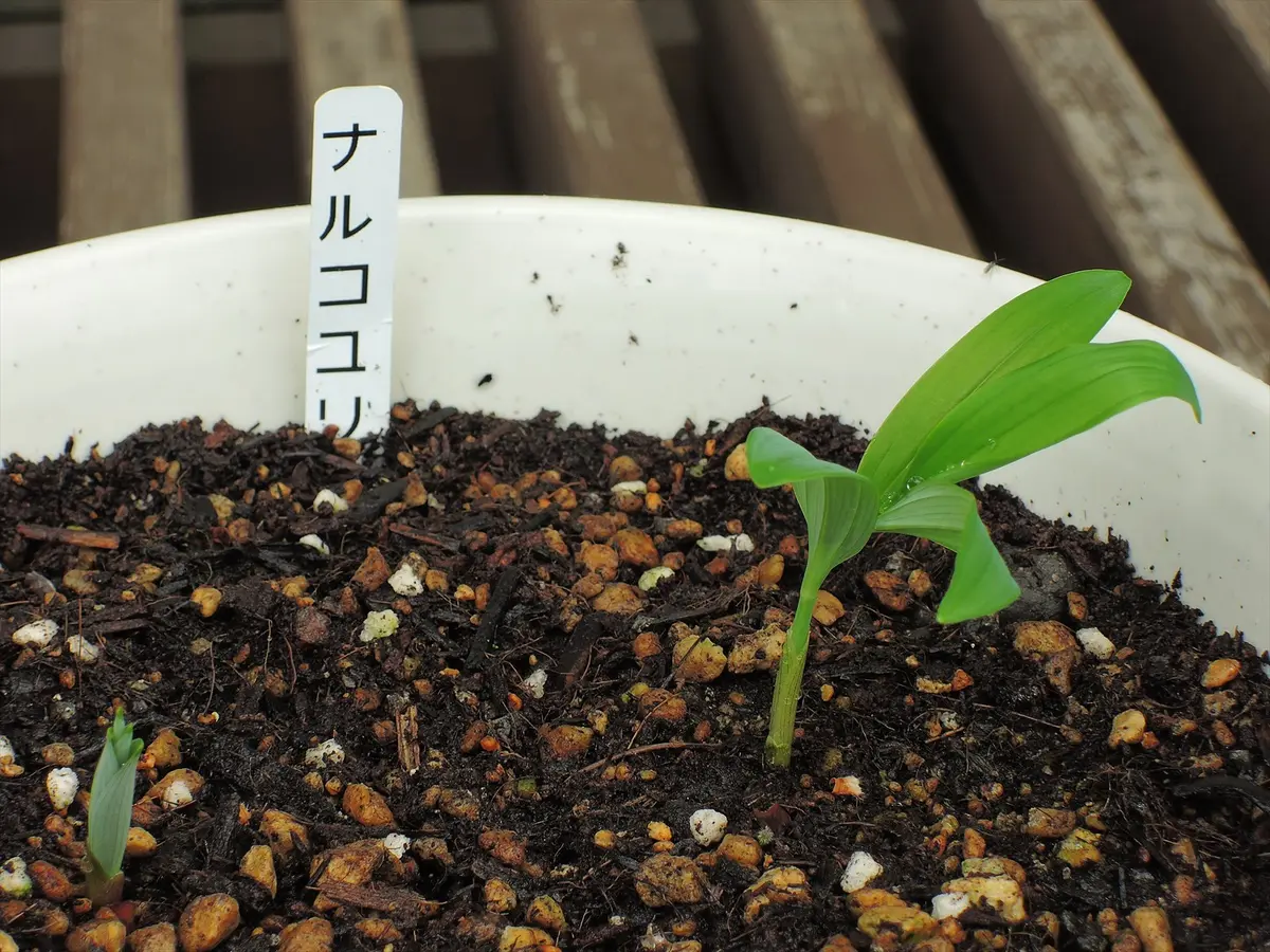 ナルコユリ（黄精）タネから｜そだレポ（栽培レポート）bysiestite