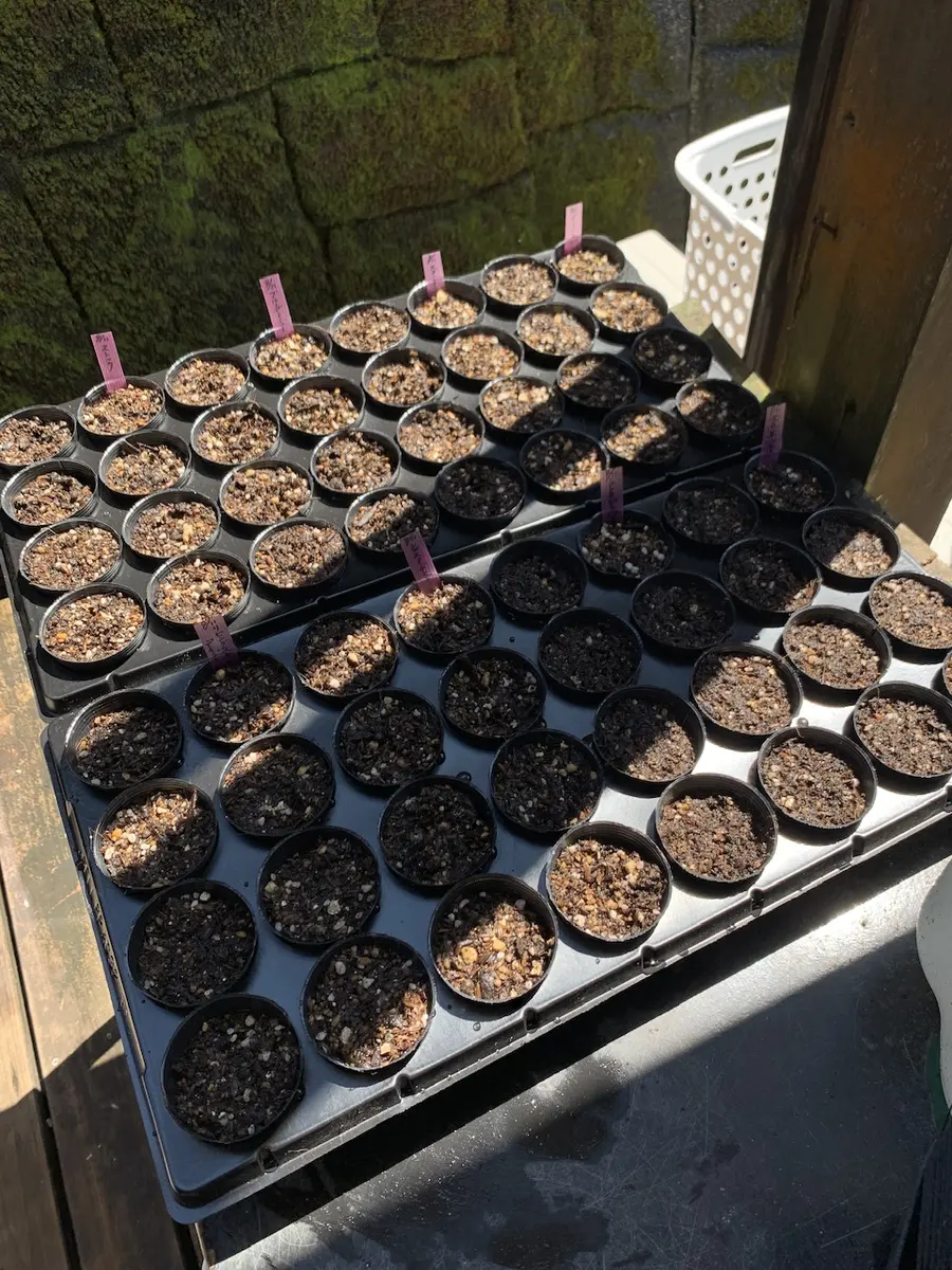 自家採取のシレネ（ピンクパンサー）の種を蒔いてみる｜そだレポ（栽培