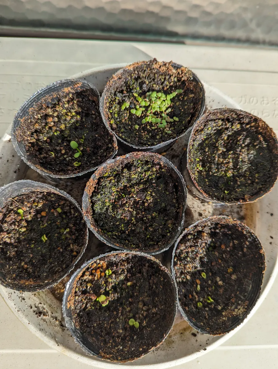 種から花を育てたい｜そだレポ（栽培レポート）byくちゃま｜みんなの