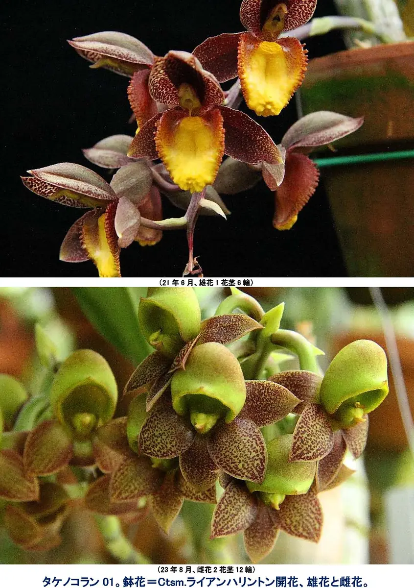 タケノコラン。数種類生き残り。枯死したものの方が多く残念だが、捨て