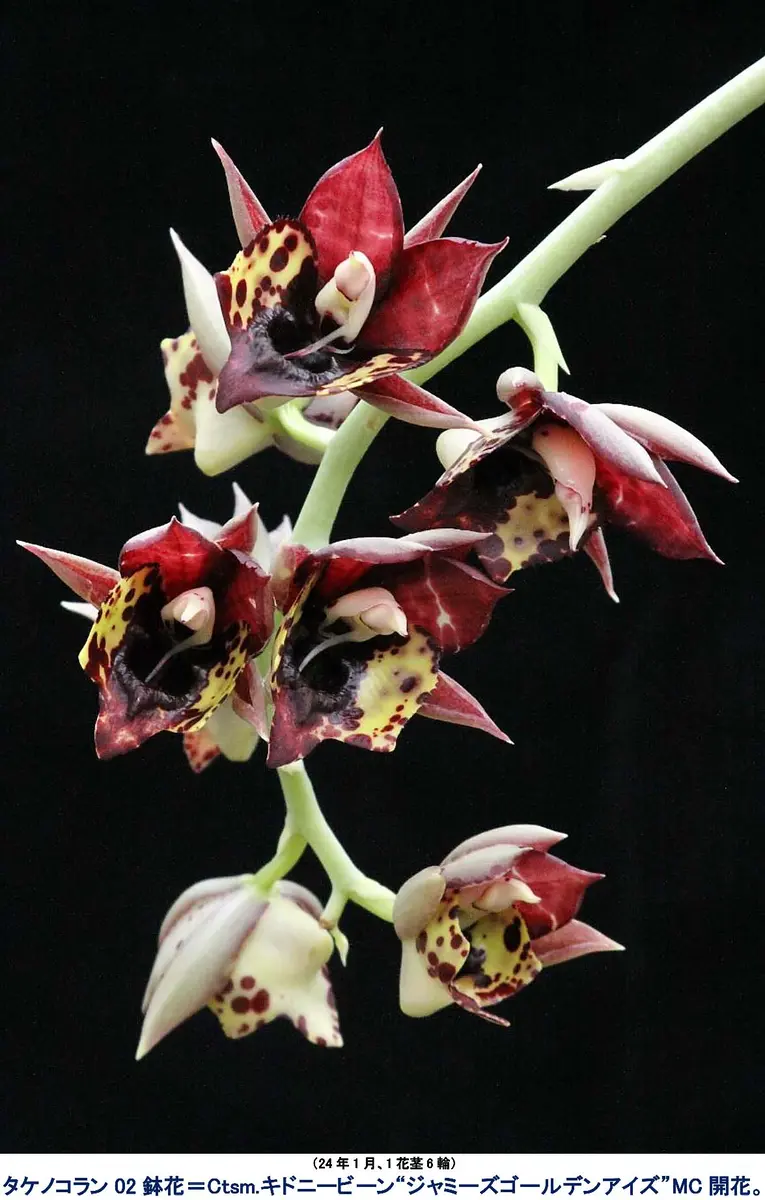 開花サイズ タケノコ蘭 Clowesia Rebecca Northen 特徴的なバルブと花