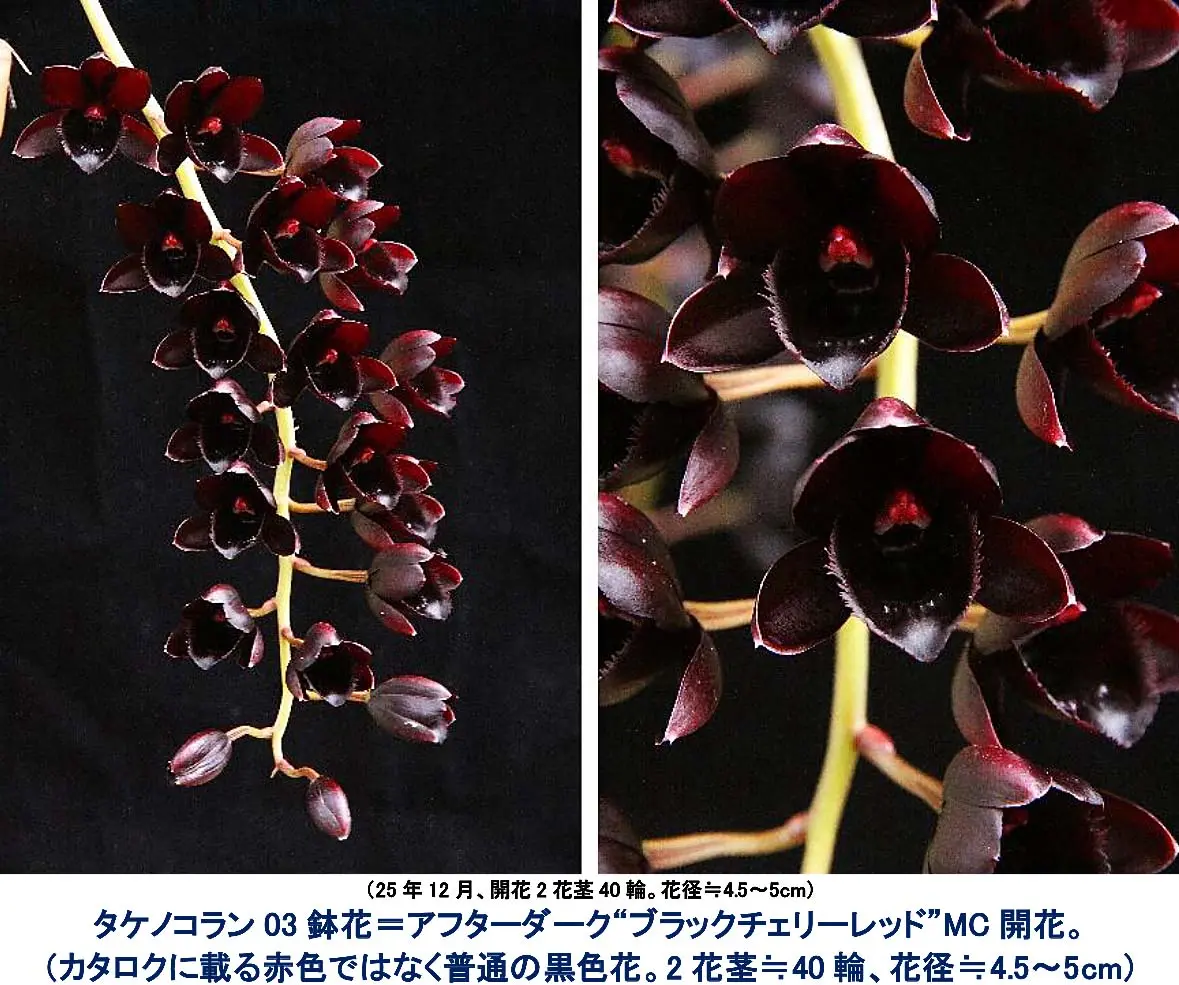 タケノコ蘭 SVO 選別個体 Fredclarkeara カタセタム タケノコ蘭 SVO