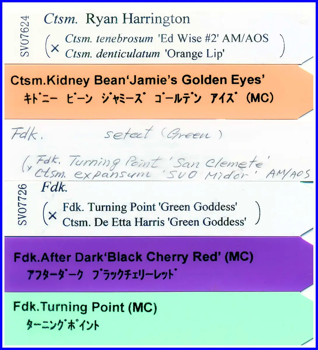 タケノコラン。数種類生き残り。枯死したものの方が多く残念だが、捨て
