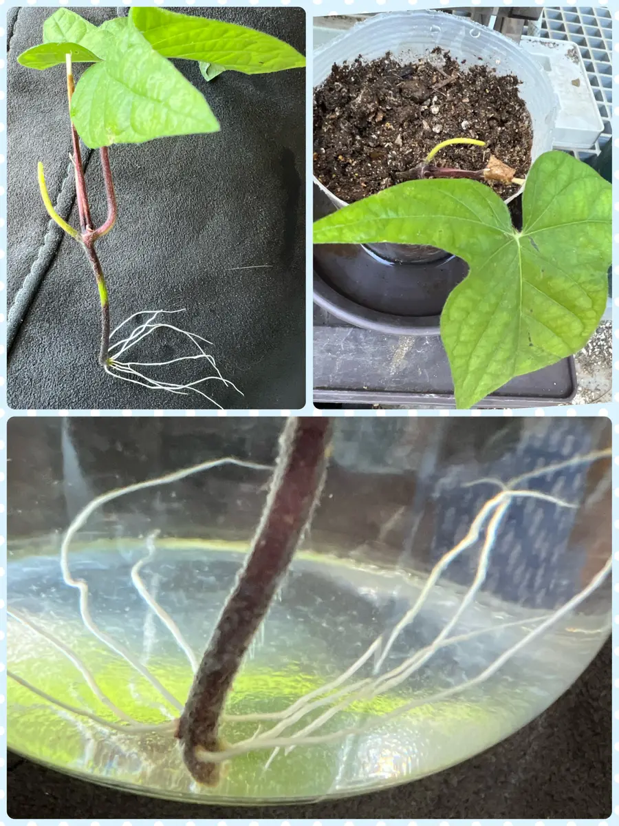 挿し芽した朝顔はどうなるの？｜そだレポ（栽培レポート