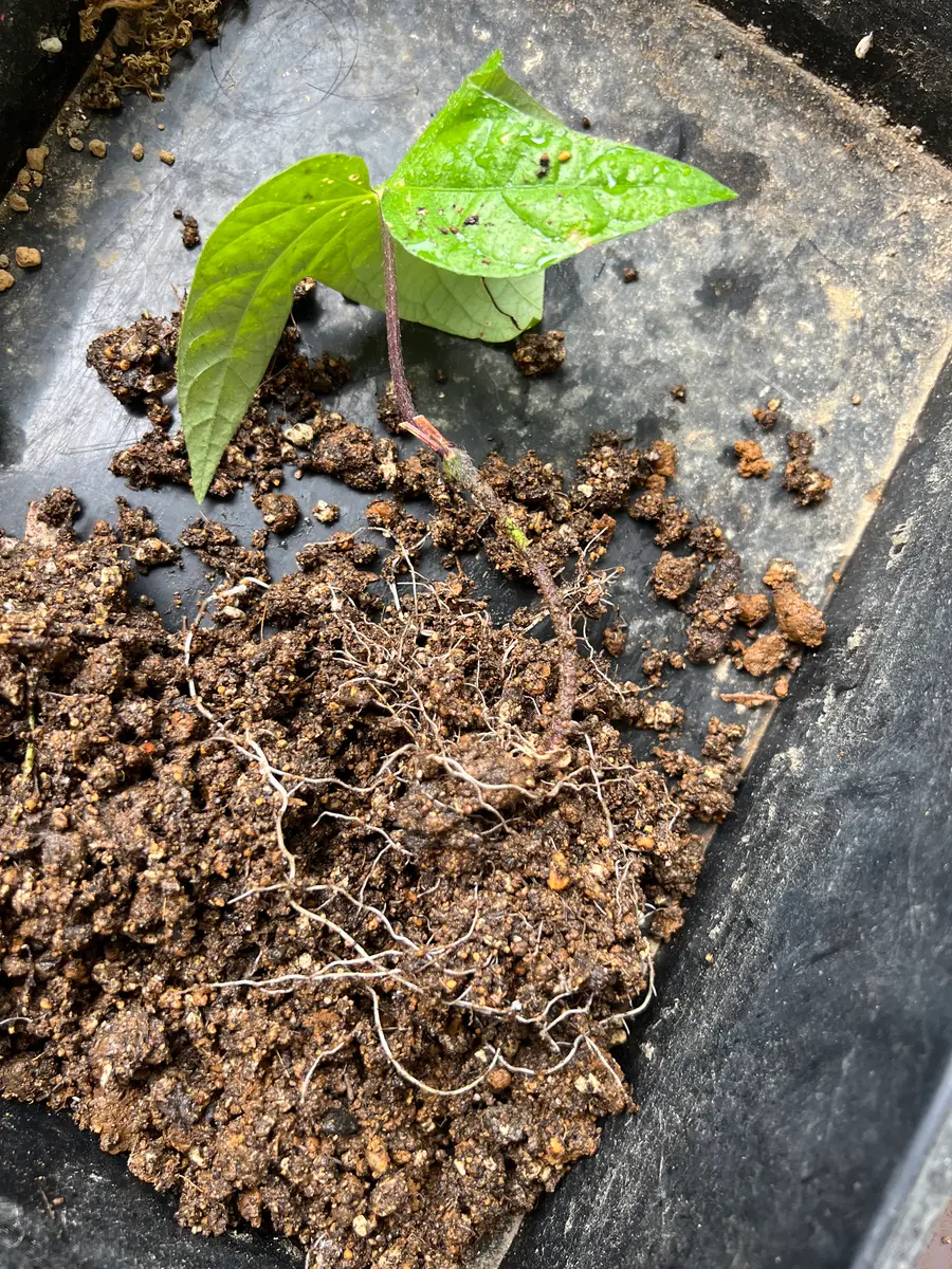 挿し芽した朝顔はどうなるの？｜そだレポ（栽培レポート）byfujimako