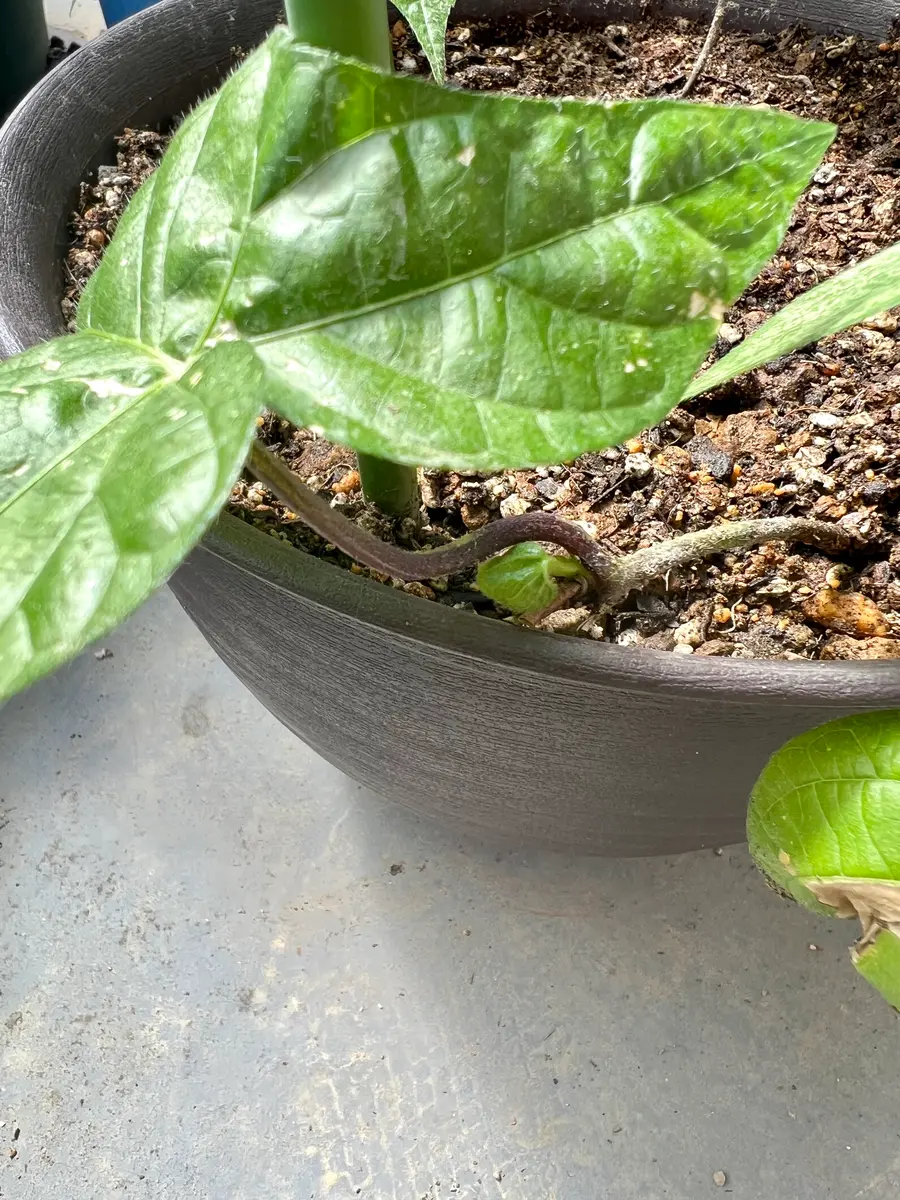 挿し芽した朝顔はどうなるの？｜そだレポ（栽培レポート）byfujimako