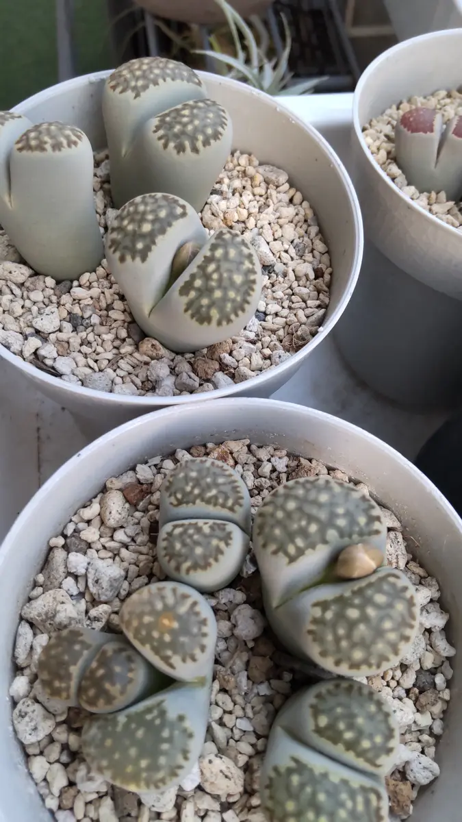 リトープスの一年間の過ごし方｜そだレポ（栽培レポート）by