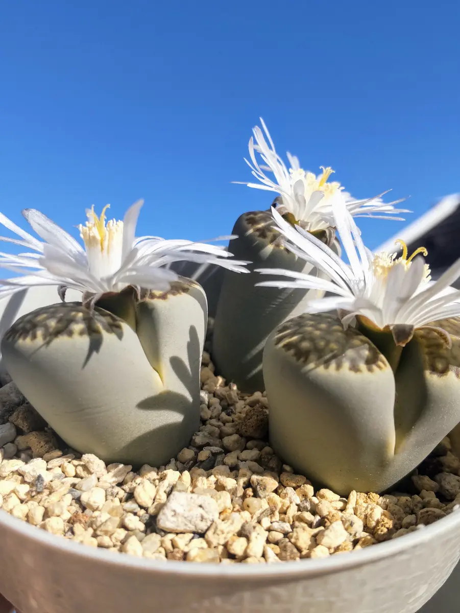 リトープスの一年間の過ごし方｜そだレポ（栽培レポート）byアザラシ