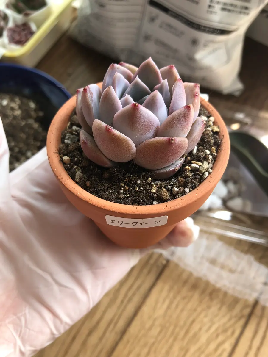 エリークイーン｜そだレポ（栽培レポート）byはなねこ8｜みんなの趣味