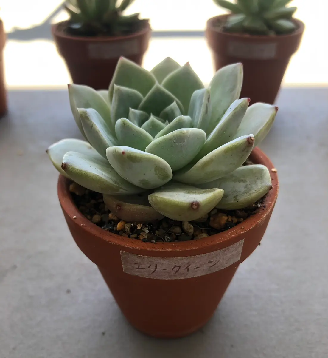 No.528 ❁エリークイーン❁ カット苗 多肉植物 寄せ植え No.528 ❁エリー