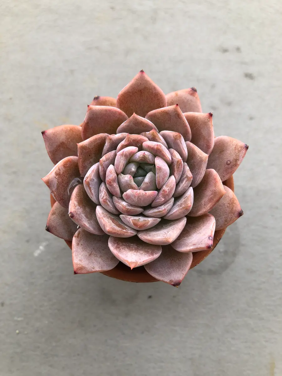 No.529 ❁エリークイーン❁ カット苗 多肉植物 寄せ植え No.529