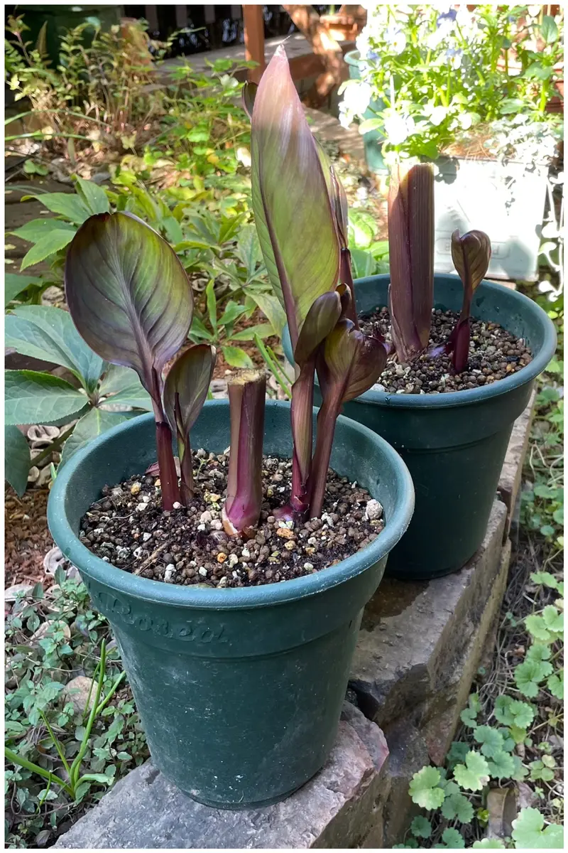 銅葉カンナ'ブロンズスカーレット'（矮性）を種から育てる｜そだレポ