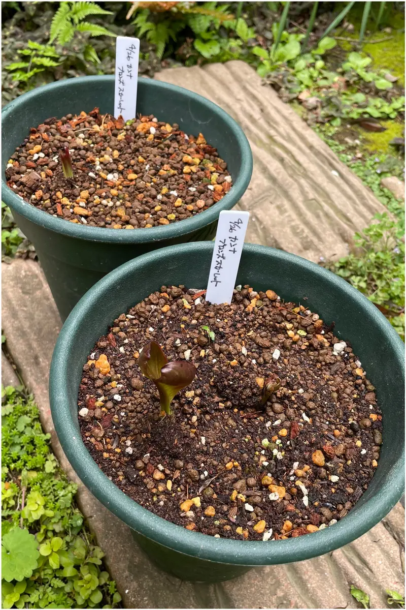 銅葉カンナ'ブロンズスカーレット'（矮性）を種から育てる｜そだレポ