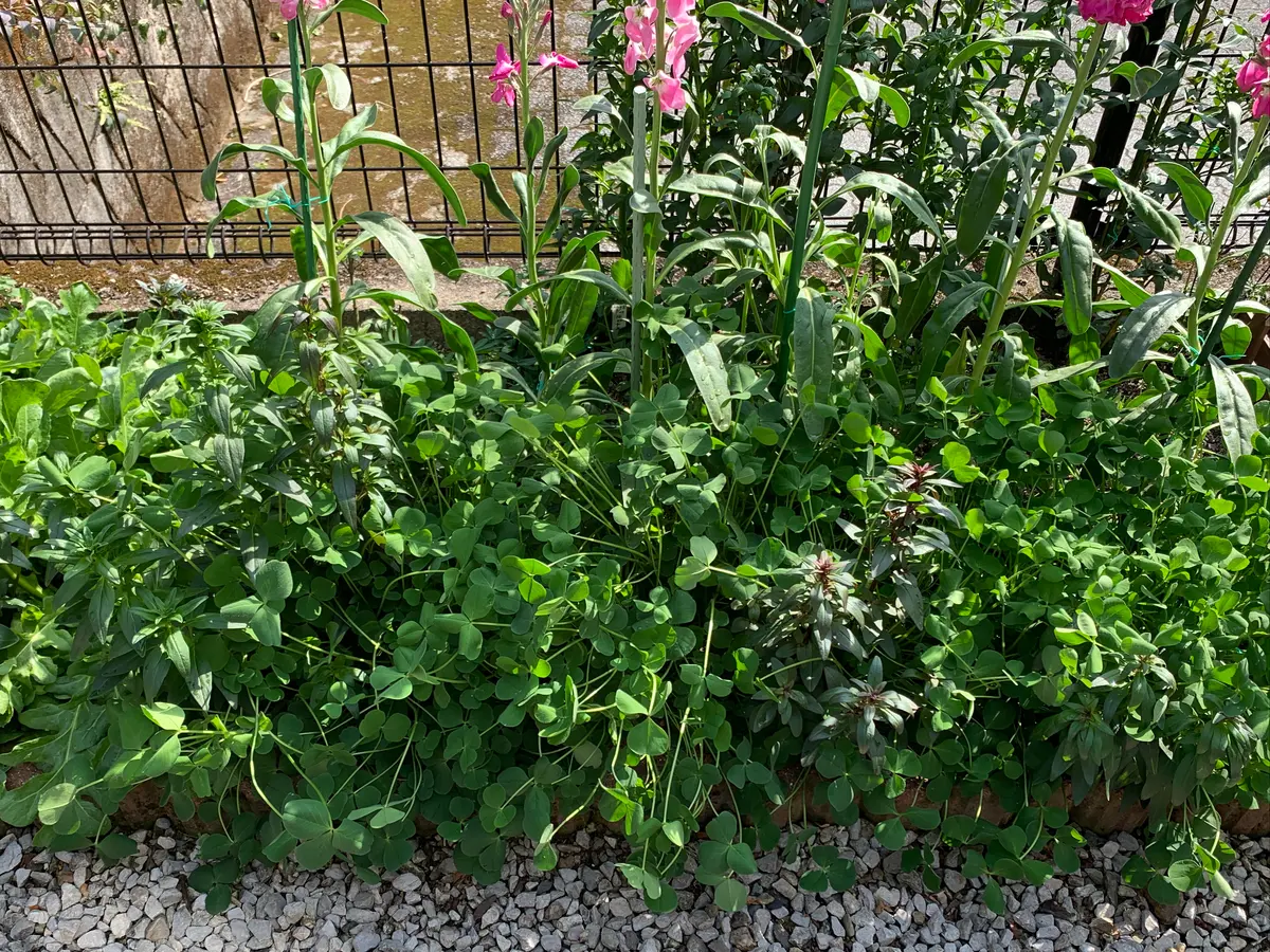 ストロベリーキャンドルを種から育てる｜そだレポ（栽培レポート