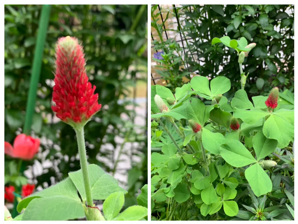 ストロベリーキャンドルを種から育てる｜そだレポ（栽培レポート