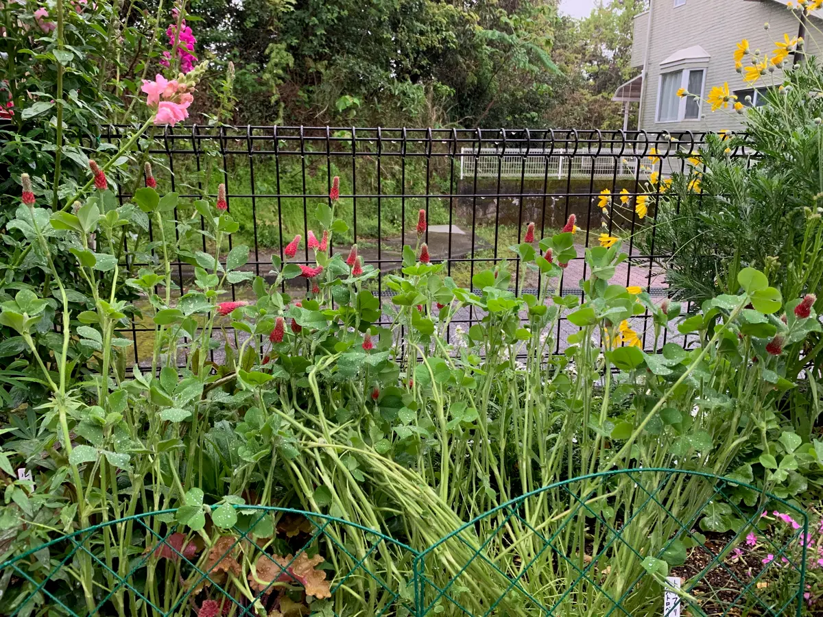 ストロベリーキャンドルを種から育てる｜そだレポ（栽培レポート