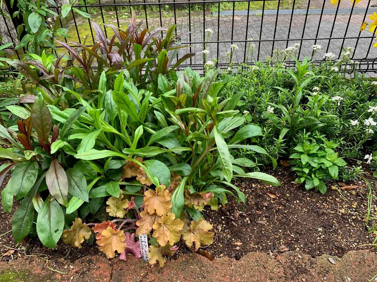 ストロベリーキャンドルを種から育てる｜そだレポ（栽培レポート