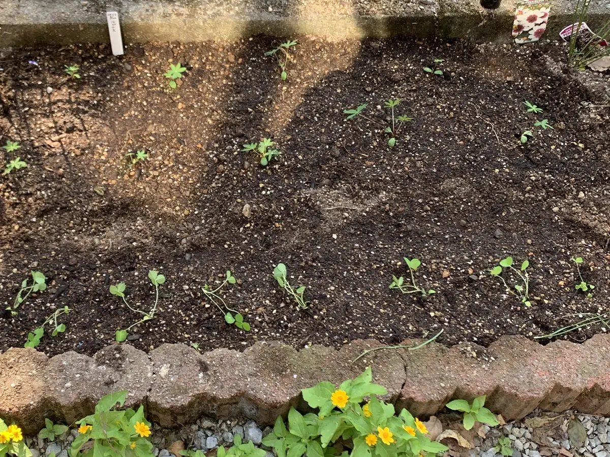 ストロベリーキャンドルを種から育てる｜そだレポ（栽培レポート