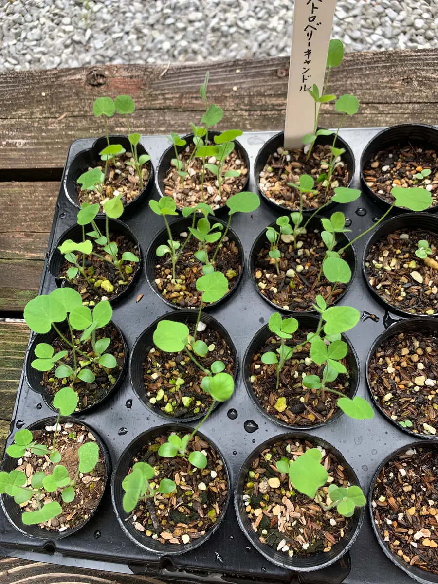 ストロベリーキャンドルを種から育てる｜そだレポ（栽培レポート