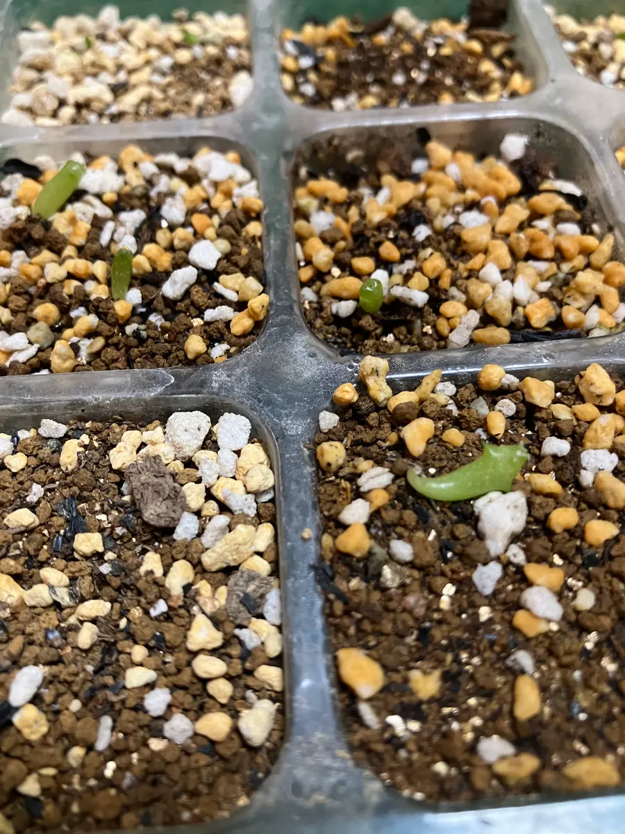 初めて迎えるサボテンは種から育ててみたい🌵｜そだレポ（栽培レポート