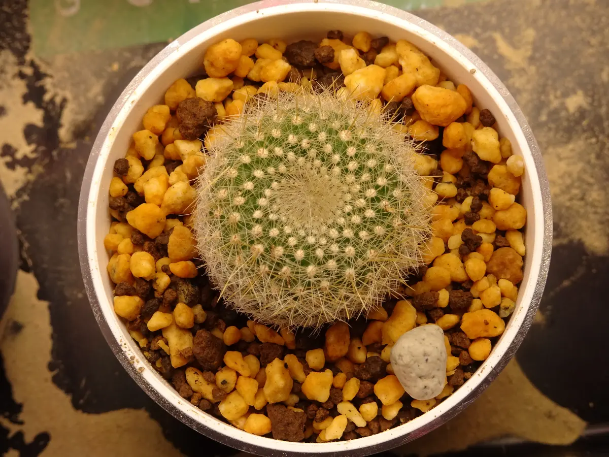 サボテン 雪晃♡抜き苗(^○^) サボテン 雪晃丸 抜き苗