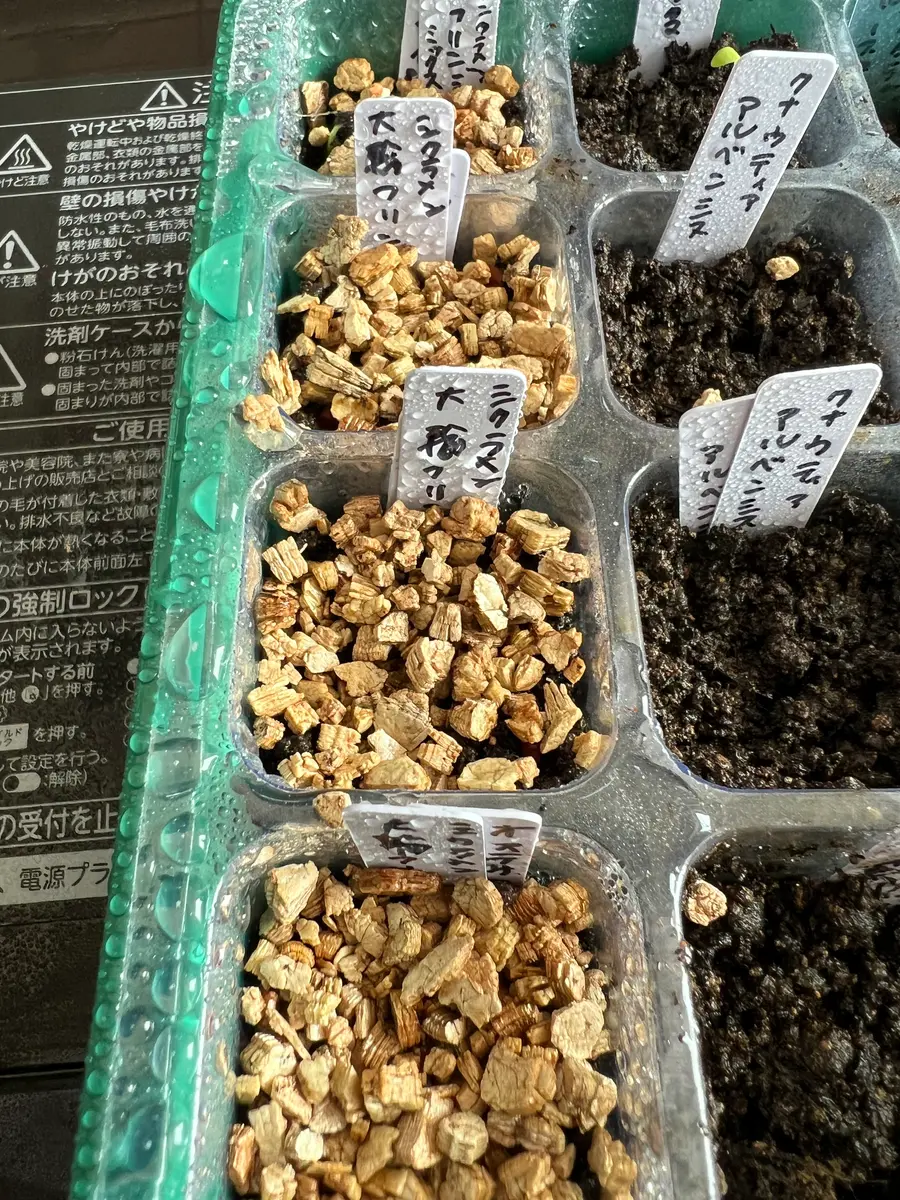 シクラメン種から蒔いてみた｜そだレポ（栽培レポート）bykuriko0215