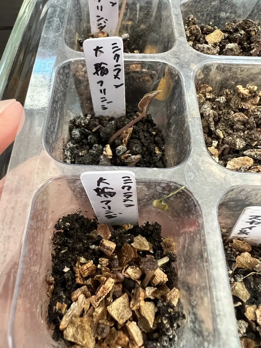 シクラメン種から蒔いてみた｜そだレポ（栽培レポート）bykuriko0215