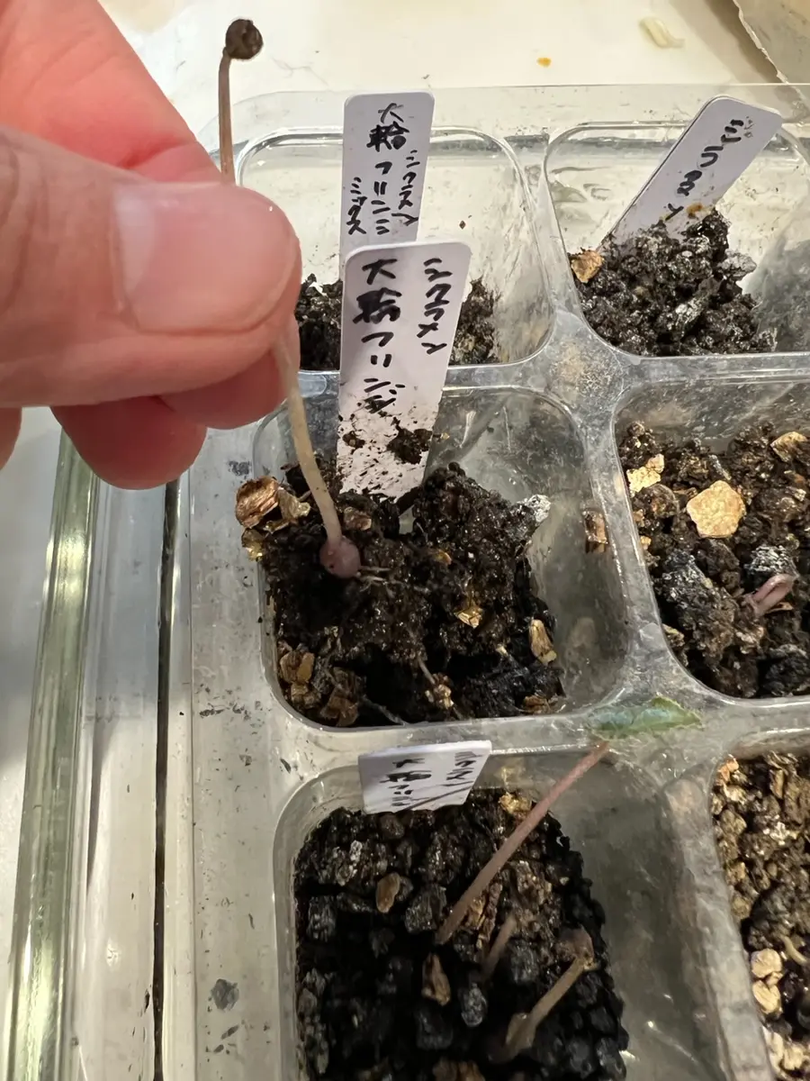 シクラメン種から蒔いてみた｜そだレポ（栽培レポート）bykuriko0215