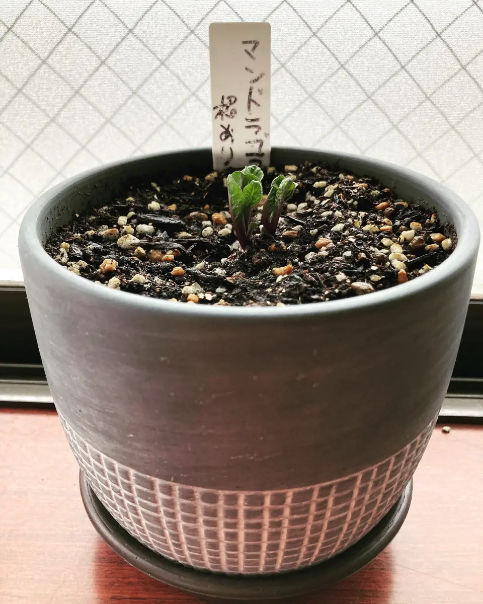 マンドラゴラ（オータムナリス）休眠から開花まで｜そだレポ（栽培