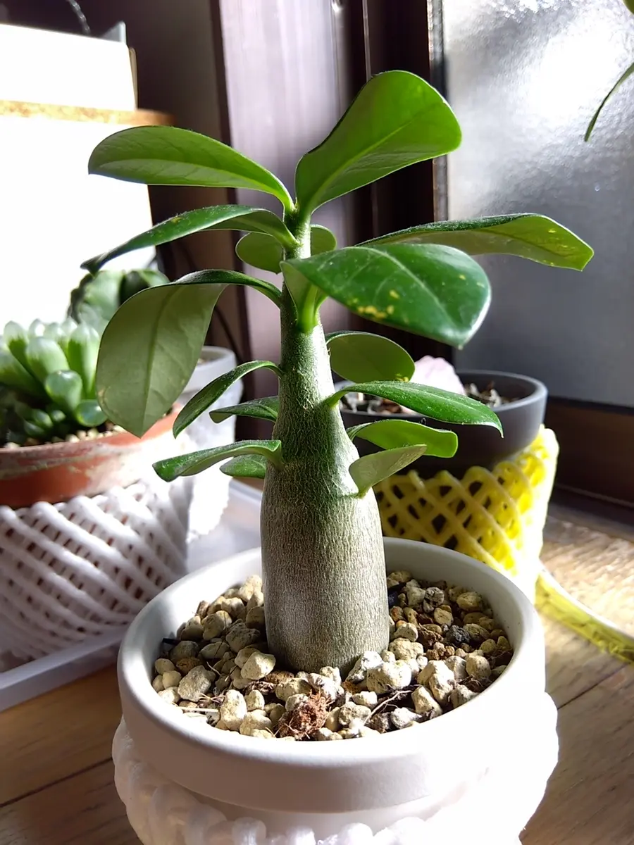 アデニウム　オベスム アデニウム・オベスム｜そだレポ（栽培レポート）by桜雨｜みんなの趣味