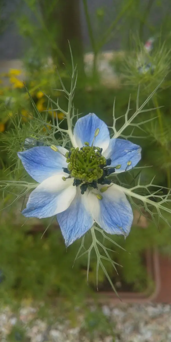 オルレア　ニゲラ種　花種　オルレア　桃色たんぽぽ　スカピオサ　ニゲラ　オルレア種 ネモフィラ、ニゲラ、オルレア。久しぶりの種まきからの栽培。たくさん