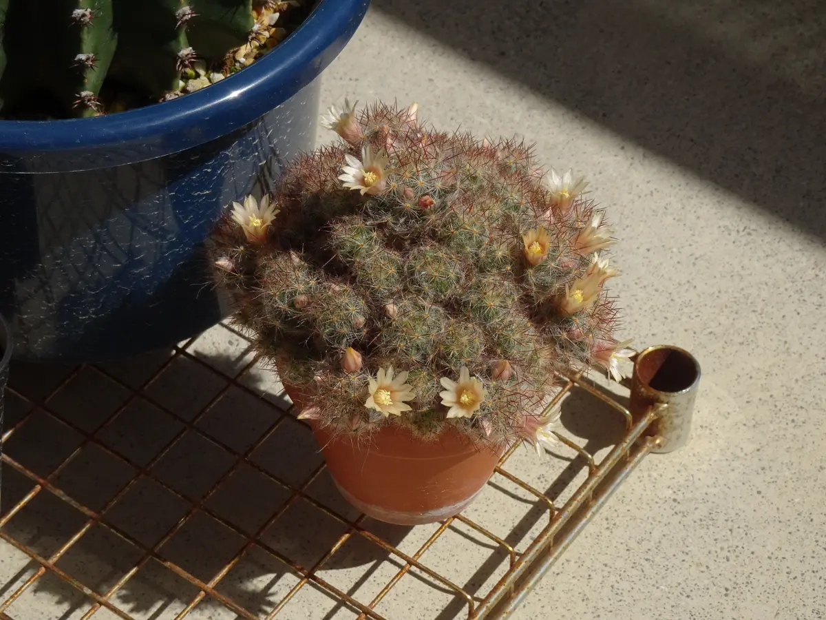 育成ライトでマミラリア・松霞を栽培（記録終了）｜そだレポ（栽培