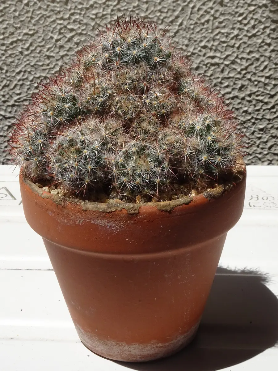 マミラリア　実生　個体名不明 育成ライトでマミラリア・松霞を栽培（記録終了）｜そだレポ（栽培