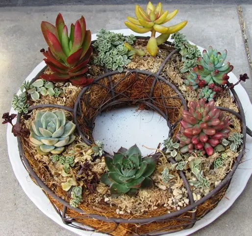 多肉植物のリース｜そだレポ（栽培レポート）by花コンチェルト