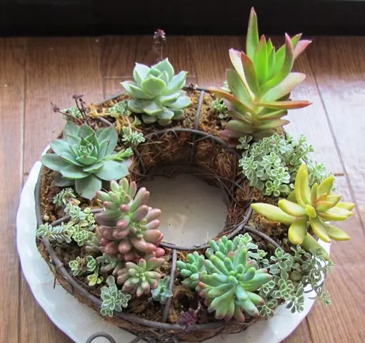 多肉植物のリース|そだレポ(栽培レポート)by花コンチェルト 多肉植物のリース|そだレポ(栽培レポート)by花コンチェルト