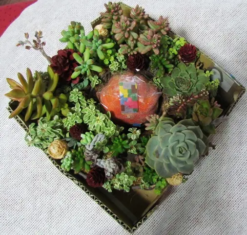 多肉植物のリース｜そだレポ（栽培レポート）by花コンチェルト