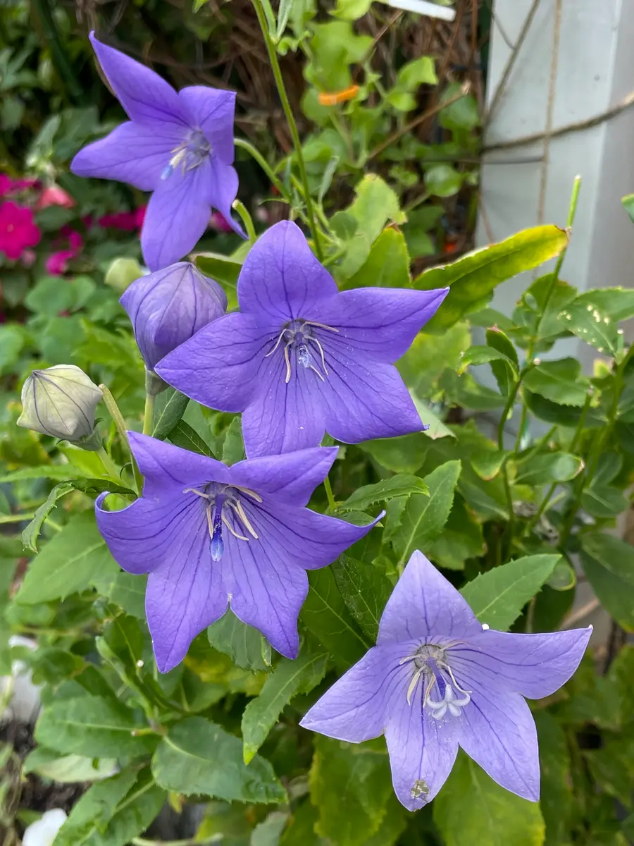 ききょうオーダーページ ②ききょう様 専用オーダーページ 桔梗さま おまとめページです