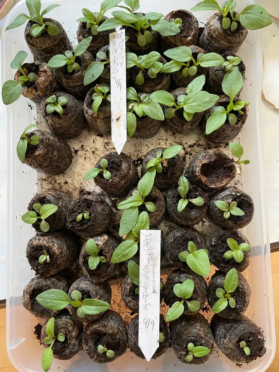 移植時期の苗「種から育てるエキナセア 開花まで」-そだレポ｜みんなの