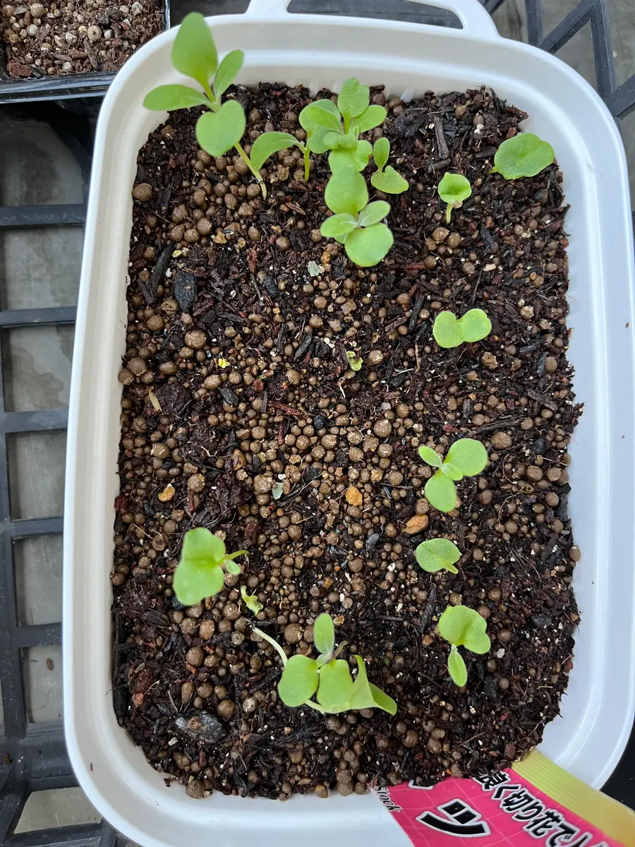 ストックをタネから育てる｜そだレポ（栽培レポート）byお花畑計画