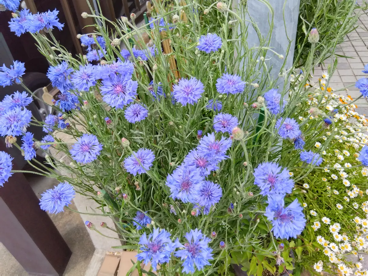 🐷タネから矢車草🐷｜そだレポ（栽培レポート）byぶたぶたさん