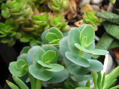 カランコエ マルニエリアナ｜そだレポ（栽培レポート）byヨーコマン