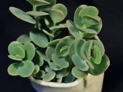 カランコエ マルニエリアナ｜そだレポ（栽培レポート）byヨーコマン