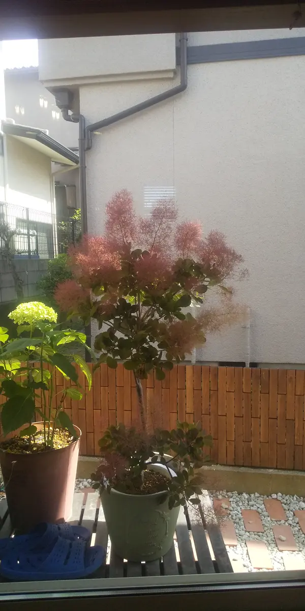 土、かっちかちなんだけど……秋の植え替えまで、恐る恐る育ててみる