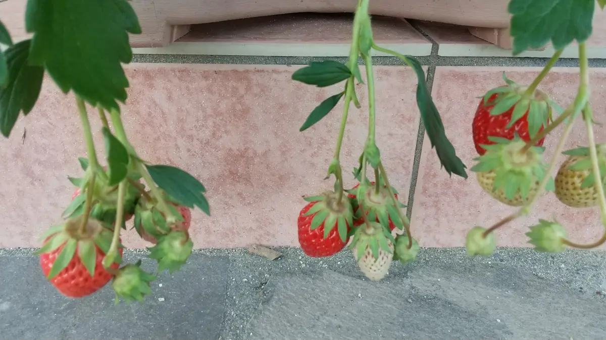 いちご苗　章姫　100ポット　pooq様(1) いちご苗 章姫 100ポット pooq様(2) 【公式通販】